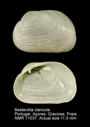 Basterotia clancula.jpg - Basterotia clanculaCosel,1995